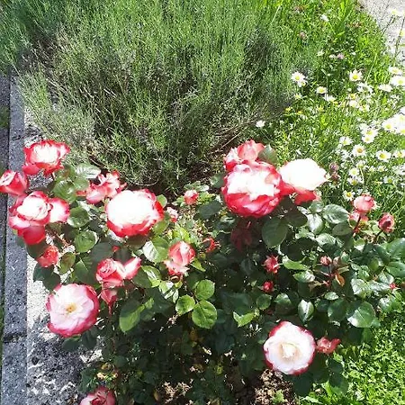 Apartment Apartma Emilio *