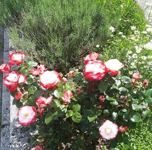 Apartamento Apartma Emilio *