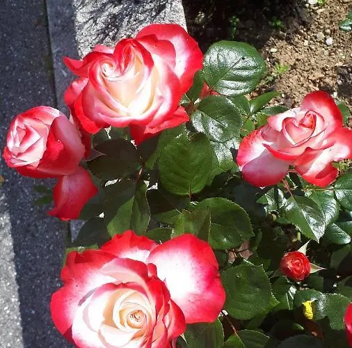 Apartma Emilio Breginj